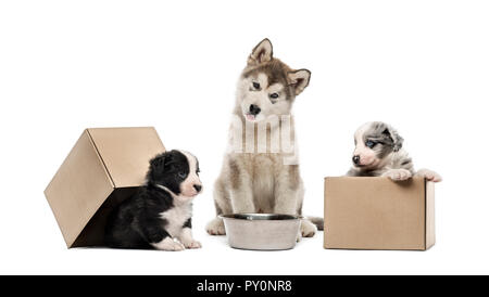 Chiot Malamute d'Alaska, Rocé chiots, in front of white background Banque D'Images