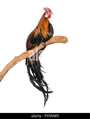 Poulet Phoenix, une race allemande de poulet à longue queue, contre fond blanc Banque D'Images