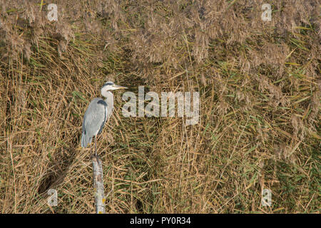 Héron cendré (Ardea cinereal) sur une perche à l'avant d'une roselière au Havre Titchfield National Nature Reserve, UK Banque D'Images