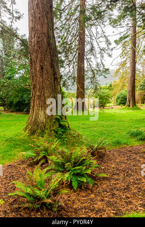 Redwood et de fougères, près de l'entrée de Benmore Botanic Garden, Le Loch Lomond et le Parc National des Trossachs, Ecosse Banque D'Images