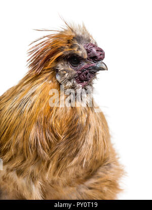 Silkie, parfois orthographié soyeux, race de poule connue pour son plumage duveteux, in front of white background Banque D'Images