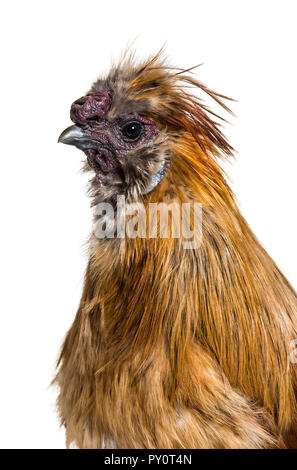 Silkie, parfois orthographié soyeux, race de poule connue pour son plumage duveteux, in front of white background Banque D'Images