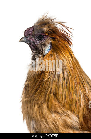 Silkie, parfois orthographié soyeux, race de poule connue pour son plumage duveteux, in front of white background Banque D'Images