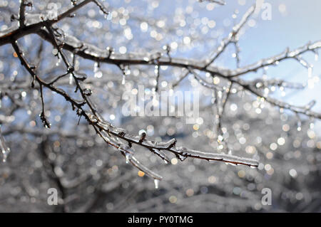 Branches couvertes de glace gelé sur un jour d'hiver glacial, la dépression et la froideur représentant la tristesse associée à la saison d'hiver Banque D'Images