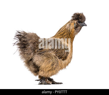 Silkie, parfois orthographié soyeux, race de poule connue pour son plumage duveteux, in front of white background Banque D'Images