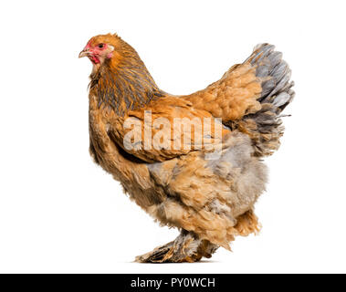 Poule Brahma, standing against white background Banque D'Images