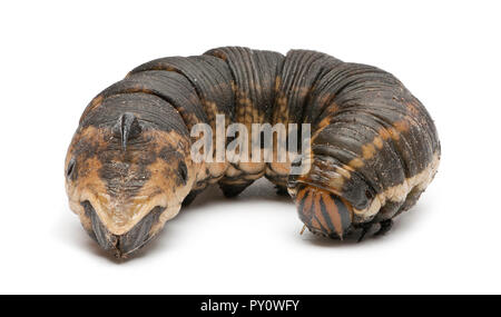 Convolvulus Hawk Agrius convolvuli, antimites, Caterpillar against white background Banque D'Images