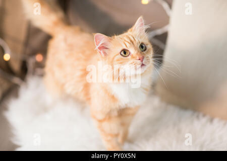 Red tabby cat sur canapé avec mouton à la maison Banque D'Images