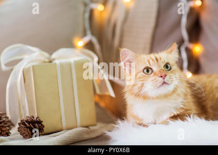 Red tabby cat sur canapé avec cadeau de Noël à la maison Banque D'Images