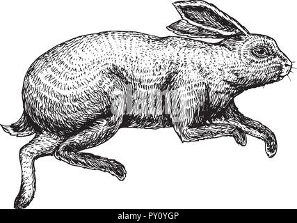 Planeur ou lapin bunny. Les animaux sauvages de la forêt de sauter vers le haut. Lièvre gris. Vintage style. Croquis à main gravée pour emblème ou étiquette. vector illustration. Illustration de Vecteur