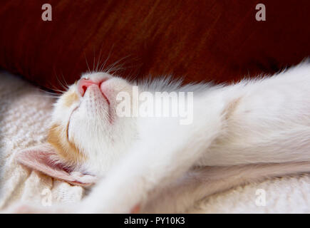 Close-up d'un chaton endormi sur un lit Banque D'Images