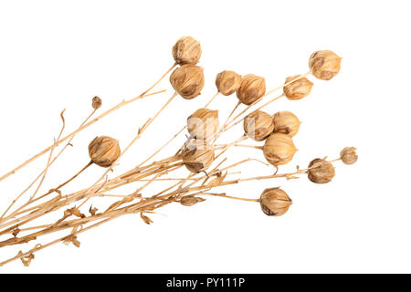 Boîtes de graines de lin mûr isolé sur fond blanc . Banque D'Images