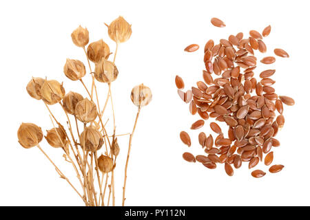 Boîtes de graines de lin mûr isolé sur fond blanc . Banque D'Images