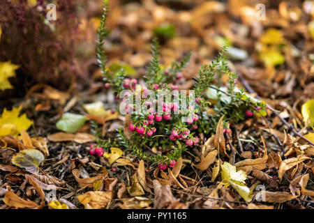 Arbuste courte lumineuse d'airelle rouge Vaccinium, parmi les morts de l'automne feuillage d'érable. Des plantes à feuilles persistantes. Automne fond pittoresque naturel Banque D'Images