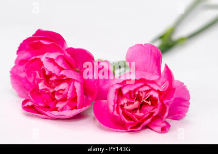 Détail de fleurs roses sur fond blanc Banque D'Images