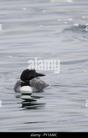 Eistaucher Eis-Taucher Prachtkleid,,,,, Loon Gavia immer plongeon huard, great northern diver, le Plongeon huard, le Plongeon imbrin, le Huart à collier, Banque D'Images