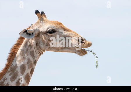 Trois cornes, girafe Giraffa camelopardalis, manger acacia, Etosha National Park, Namibie Banque D'Images