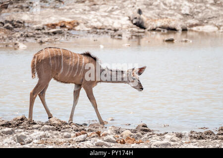 Grand koudou, Tragelaphus strepsiceros, dans un étang, l'hyène tachetée, Crocuta crocuta, sur l'arrière-plan d'Etosha, Namibie Banque D'Images