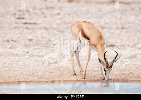 Springbok dans un trou d'eau potable, Antidorcas marsupialis, Etosha National Park, Namibie Banque D'Images