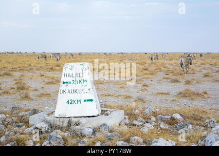 Étape importante de la route, halali, okaukuejo, avec des zèbres sur l'arrière-plan, Equus quagga, Etosha National Park, Namibie Banque D'Images