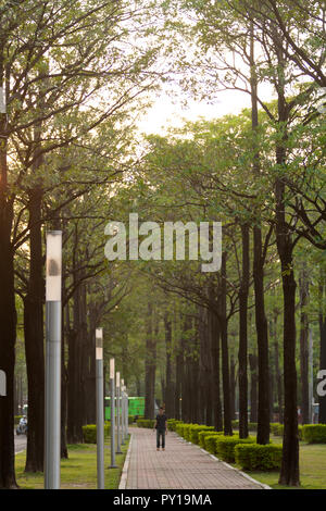 Lignes d'arbres (Alstonia notre tableau noir) le long de la 'voie' Xingda Green Park à côté de l'Université nationale Chung Hsing, Taichung, Taiwan Banque D'Images