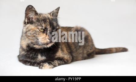 Agacé à la cat d'écaille au regard irrité quelque chose en dehors de la caméra. Chat isolé en fond blanc. Banque D'Images