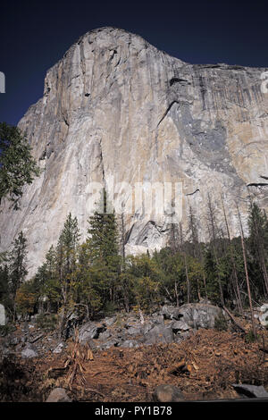 Le bois mort près de Yosemite, El Capitan attend d'être brûlé dans un incendie prescrit. Banque D'Images