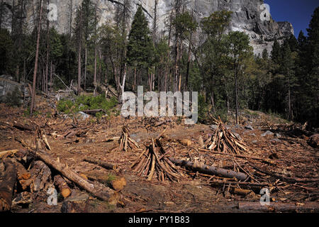 Le bois mort près de Yosemite, El Capitan attend d'être brûlé dans un incendie prescrit. Banque D'Images