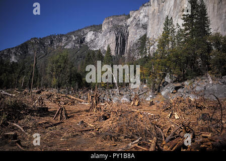 Le bois mort près de Yosemite, El Capitan attend d'être brûlé dans un incendie prescrit. Banque D'Images