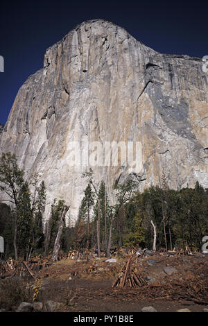 Le bois mort près de Yosemite, El Capitan attend d'être brûlé dans un incendie prescrit. Banque D'Images