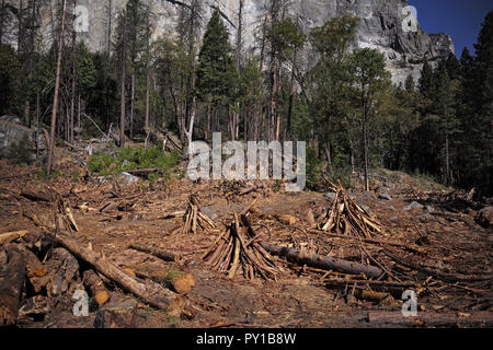 Le bois mort près de Yosemite, El Capitan attend d'être brûlé dans un incendie prescrit. Banque D'Images
