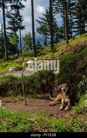 Un chien errant se reposant à côté d'un arbre nouvellement planté de respirer dans le froid l'air de la montagne. Banque D'Images