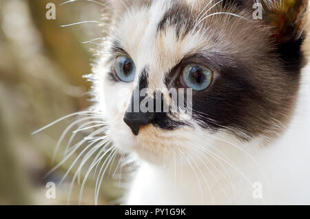 Close-up of a chat calico Banque D'Images