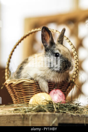 Dans Osternestkoerbchen Zwergkaninchen sitzt Banque D'Images