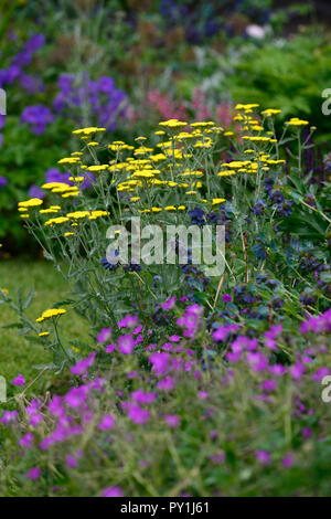 Cerinthe major Purpurascens,Honeywort,Achillée Achillea Moonshine Moonshine,,jaune, violet, fleurs,fleurs,Association,de,mixte,Floral RM Banque D'Images