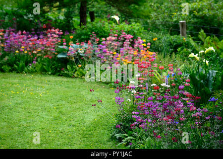 Primula japonica,,masse massé,,plantation,mixte,couleurs,jaune, violet, rose, orange, rouge,vivaces Floral RM Banque D'Images