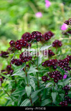 Dianthus barbatus attaque cardiaque, sweet william,noir,rouge,noir,violet,fleurs,fleurs,fleurs,oeillet,vivaces Floral RM Banque D'Images