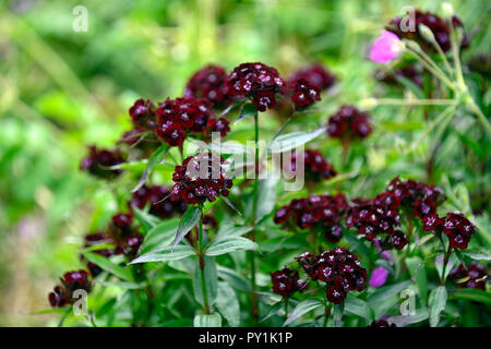 Dianthus barbatus attaque cardiaque, sweet william,noir,rouge,noir,violet,fleurs,fleurs,fleurs,oeillet,vivaces Floral RM Banque D'Images