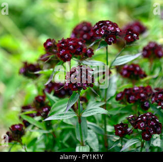 Dianthus barbatus attaque cardiaque, sweet william,noir,rouge,noir,violet,fleurs,fleurs,fleurs,oeillet,vivaces Floral RM Banque D'Images