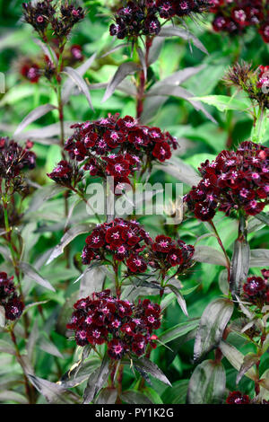 Dianthus barbatus attaque cardiaque, sweet william,noir,rouge,noir,violet,fleurs,fleurs,fleurs,oeillet,vivaces Floral RM Banque D'Images