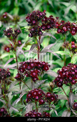 Dianthus barbatus attaque cardiaque, sweet william,noir,rouge,noir,violet,fleurs,fleurs,fleurs,oeillet,vivaces Floral RM Banque D'Images