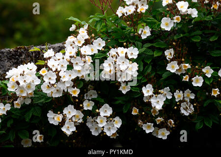 Rosa jour de mariage,blanc,rose,randonnées,grimpeurs rambler,escalade,fleurs,fleurs, roses, les murs, le mur de pierre de plus en plus Floral,RM Banque D'Images