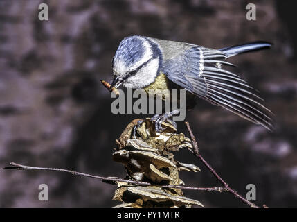 Blaumeise mit Larve im Schnabel Banque D'Images