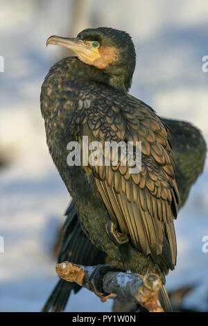 Le cormoran, le Mellanskarv européenne (Phalacrocorax carbo sinensis) Banque D'Images