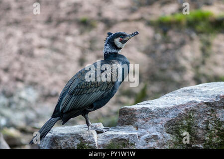 Le cormoran, le Mellanskarv européenne (Phalacrocorax carbo sinensis) Banque D'Images