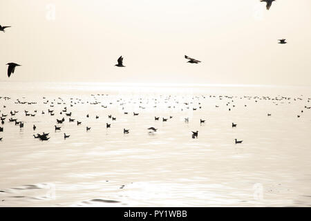Ajman Beach Birds flying dans les troupeaux et les pêcheurs travaillant dur sur les filets de pêche. événement très intéressant lorsque les oiseaux commence à augmenter. Banque D'Images