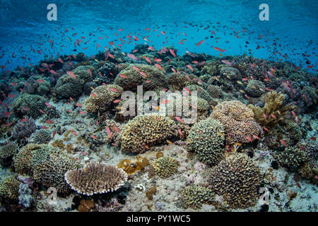 Des nuages de poissons de récif coloré au-dessus d'un essaim de récifs coralliens en pente dynamique Alor, l'Indonésie. Cette région tropicale très élevé des maisons de la biodiversité marine. Banque D'Images