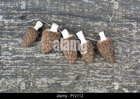Cinq nouveaux morilles noires sur grunge, table en chêne foncé, enfilés sur un fil blanc dans le processus de préparation pour le séchage dans un projet de Banque D'Images