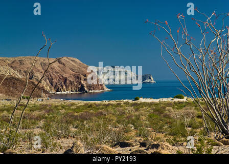 La floraison, de Campo El Faro, au golfe de Californie, Basse Californie du sud côte de Puertecitos, Baja California, Mexique Banque D'Images