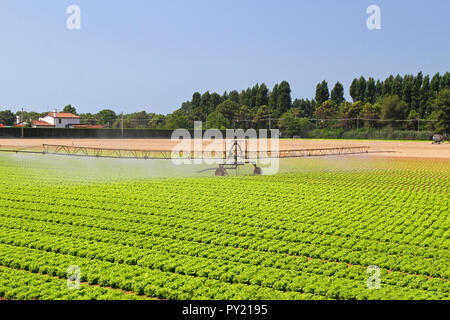 Salade verte avec système d'irrigation de l'eau sur le terrain Banque D'Images